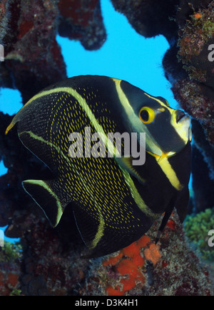 Juvenile französischer Angelfish in der Karibik. Stockfoto