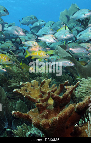Elkhorn Koralle mit Schulbildung Grunzen und Schnapper am karibischen Reef. Stockfoto
