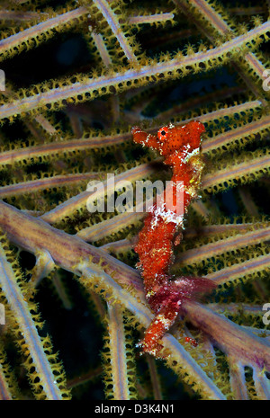 Red Seahorse am karibischen Reef. Stockfoto