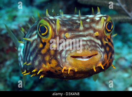 Gestreifte Burrfish am karibischen Reef. Stockfoto