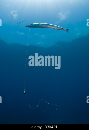 Großer Barracuda hakte mit Angelschnur im Atlantischen Ozean. Stockfoto