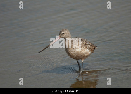 Marmorierte Uferschnepfe (Limosa Fedoa) an der Bolsa Chica Lagune, Kalifornien Stockfoto