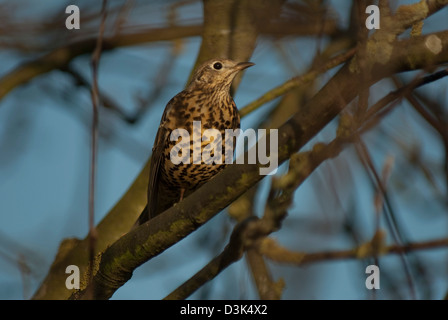 Misteldrossel Drossel (Turdus Viscivorus) in einem Baum Stockfoto