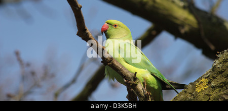 Richmond Park, London, England. Rose-beringt Sittich auf Ast Stockfoto