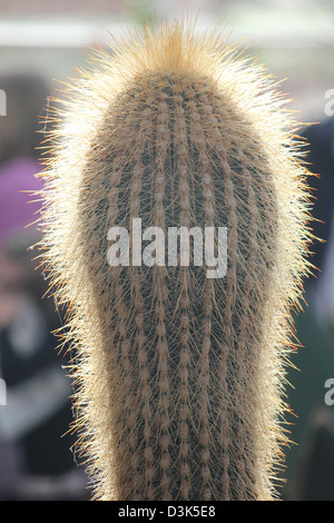 Wisley, Surrey, England. Hinterleuchtete Kaktus im RHS Wisley Gardens Stockfoto