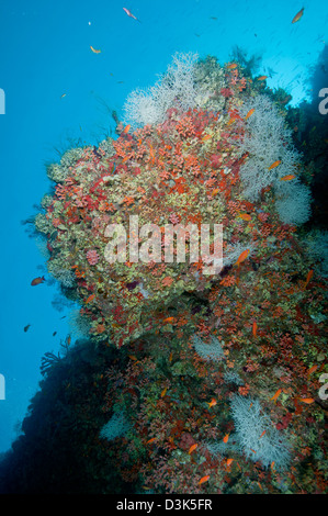 Bunten Riff mit harten und weichen Korallen und orange Anthias Fisch und kleinen weißen Gorgonien, Ari und Male Atoll, Malediven. Stockfoto