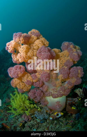 Dendronephthya Orange und rosa Weichkorallen, Komodo, Indonesien. Stockfoto