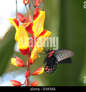 Wisley, Surrey, England. Scharlachroter Schwalbenschwanz auf indische Uhr Rebe in Wisley Gardens. Stockfoto