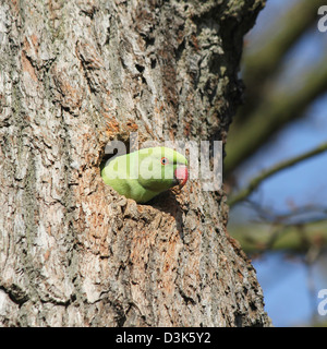 Richmond Park, London, England. Rose-beringt Sittich entstehende Loch im Baum. Stockfoto