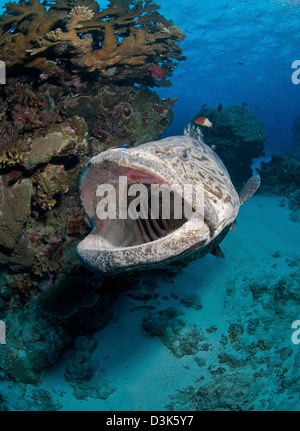 Riesen-Zackenbarsch, Great Barrier Reef, Queensland, Australien. Stockfoto