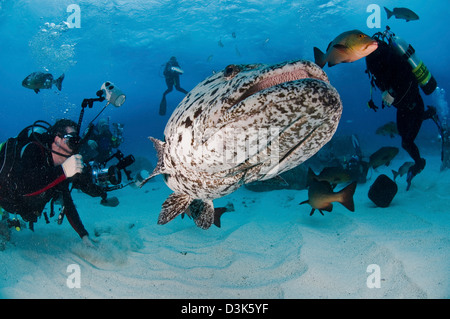 Taucher fotografieren einen riesigen Zackenbarsch, Great Barrier Reef, Queensland, Australien. Stockfoto