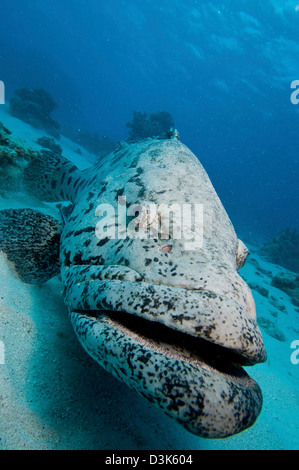 Riesen-Zackenbarsch, Great Barrier Reef, Queensland, Australien. Stockfoto