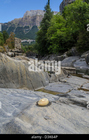 Ara am Flussufer in Torla, Ordesa & Monte Perdido Nationalpark, Pyrenäen, Huesca, Spanien Stockfoto