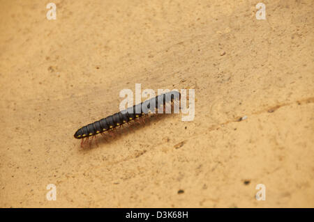 Tausendfüßler hautnah auf Bürgersteig in Costa Rica (Scutigeromorph) Stockfoto