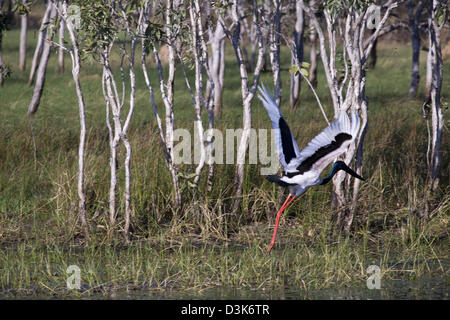 Schwarz-necked Storch oder Jabiru (Xenorhynchus Asiaticus), Gregory Nationalpark, Northern Territory, Australien Stockfoto