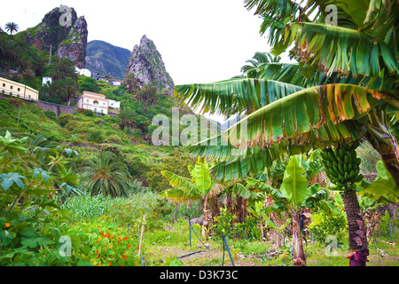 Bananenstauden und Blick bergauf in Richtung Felsen in Los Cristianos, Teneriffa, Kanarische Inseln Stockfoto