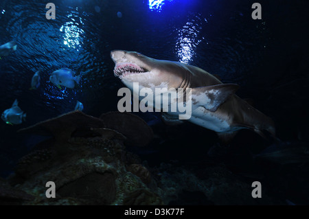 Sand Tigerhai, Blue Zoo Aquarium, Peking, China. Stockfoto