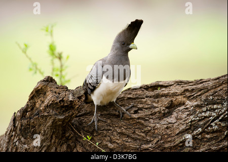 White-bellied Go-away-Bird, Criniferoides Leucogaster, Selenkay Conservancy, Kenia Stockfoto