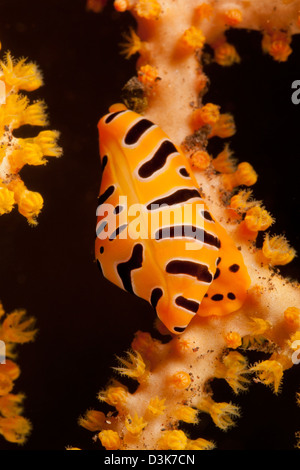 Tiger Kauri auf gelben Gorgonien, Bali, Indonesien. Stockfoto