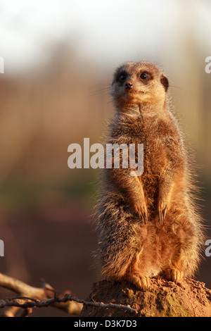 Ein Erdmännchen im Zoo von Chester Stockfoto