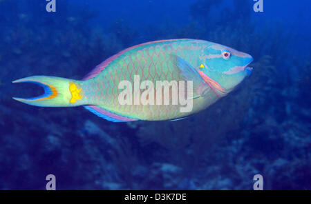 Stoplight Papageienfisch auf karibischer Reef. Stockfoto