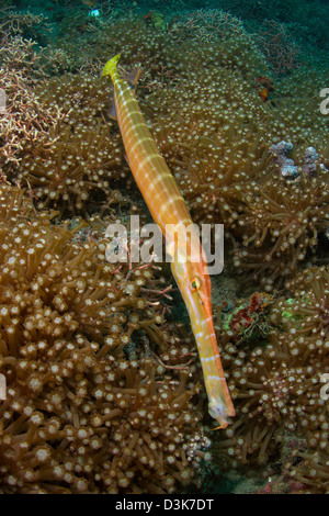 Trompete Fisch, Lembeh Strait, Bitung, Sulawesi, Indonesien. Stockfoto