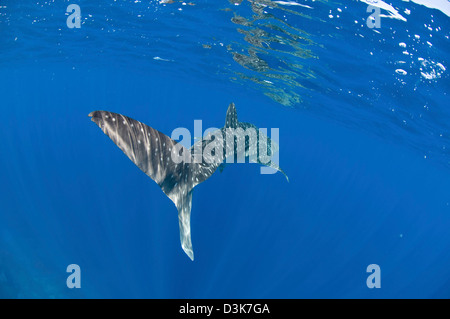 Whale Shark Tail oberflächennahen mit Sonnenstrahlen, Christmas Island, Australien. Stockfoto