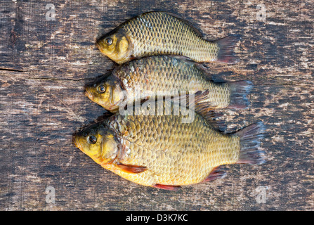 Live Süßwasserfische Karpfen auf einem Holzbrett Stockfoto