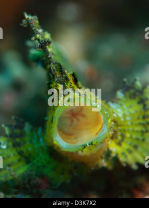 Gelbes Blatt Drachenköpfe mit offenem Mund, Manado, Nord-Sulawesi, Indonesien. Stockfoto