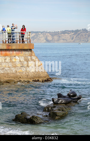 Seehunde im Kinder Pool Cove, La Jolla, Kalifornien, USA Stockfoto