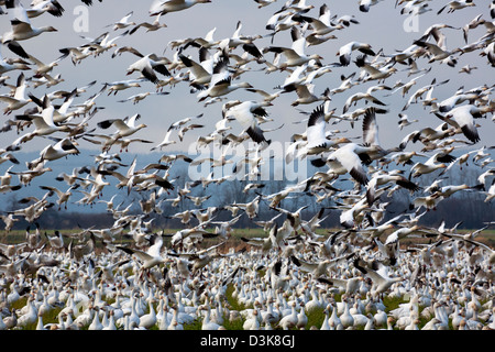 Eine große Herde von Schneegänsen in einem Bauernhof-Feld, das durch eine zweite Gruppe auf Fir Insel im Skagit River Delta verbunden wird. Stockfoto