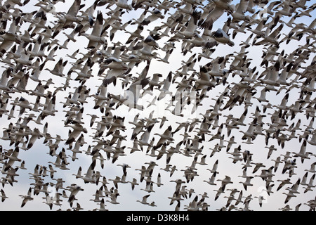 WASHINGTON - Schnee Gänse im Flug über den Fir Insel Teil der Skagit Wildlife Area. Stockfoto