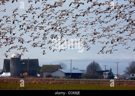 WA08154-00... WASHINGTON - Schnee Gänse im Flug über Landgüter Fir Insel im Skagit River Delta. Stockfoto
