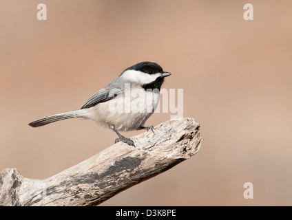 Winzige Carolina Chickadee auf einem trockenen Bein vor gedämpften Winter Hintergrund Stockfoto