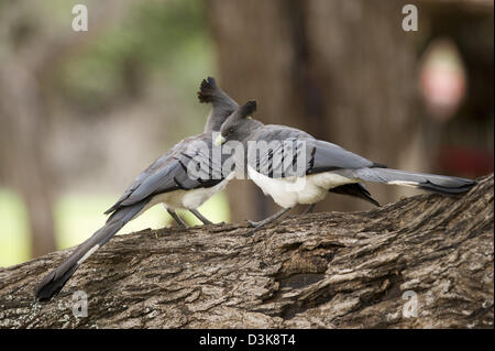 White-bellied Go-away-Bird, Criniferoides Leucogaster, Selenkay Conservancy, Kenia Stockfoto