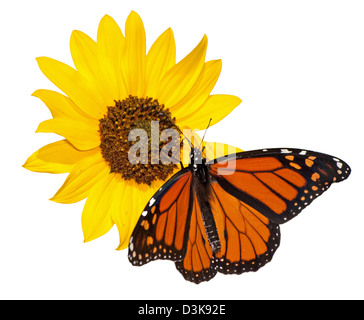 Monarchfalter, Danaus Plexippus, Fütterung auf eine wilde Sonnenblume, isoliert auf weiss Stockfoto