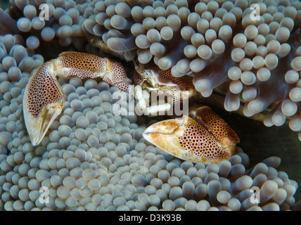 Red-spotted Neopetrolisthes Porzellan Krabbe versteckt in grauen Anemone, Lembeh Strait, Nord-Sulawesi, Indonesien. Stockfoto