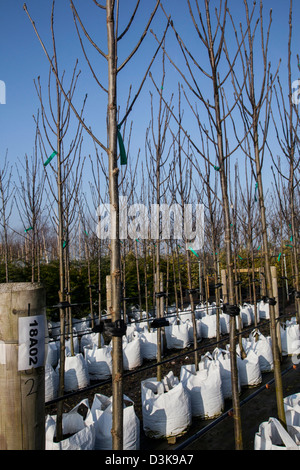 Container Sorbus Rossica Major für Verkauf an J Jones Baumschule in Southport, Merseyside, UK gewachsen Stockfoto