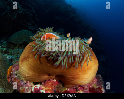 Drei Rosa Anemonenfische in eine braune Anemone mit grünen Tentakeln, Nord-Sulawesi, Indonesien. Stockfoto