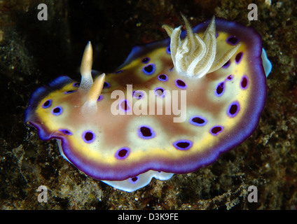 Chromodoris Kuniei Nacktschnecken auf schwarzem Sand, Lembeh Strait, Nord-Sulawesi, Indonesien. Stockfoto