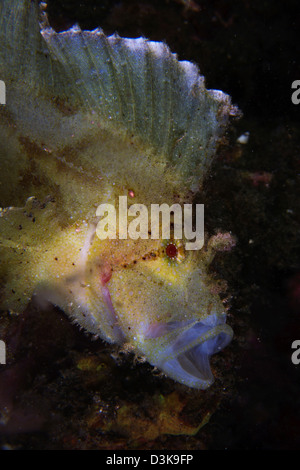 Weiße und gelbe Blatt Drachenköpfe (Taenianotus Triacanthus) mit offenem Mund, Lembeh Strait, Nord-Sulawesi, Indonesien. Stockfoto