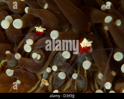 Paar Periclimenes Kororensis Pilz Coral ghost Garnelen versteckt unter Tentakeln, Lembeh Strait, Nord-Sulawesi, Indonesien. Stockfoto