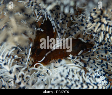 Paar braune schnappen Garnelen auf weißen und blauen Crinoid, Bali, Indonesien. Stockfoto