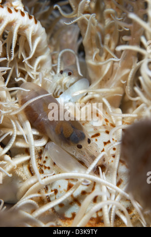 Paar durchscheinend weißen fangen Garnelen auf weißen und braunen Crinoid, Bali, Indonesien. Stockfoto