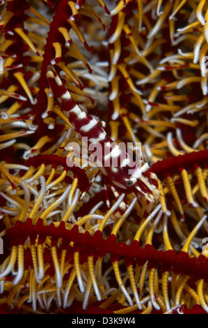 Rote und weiße mimischen Garnelen auf roten weißen und gelben Crinoid, Bali, Indonesien. Stockfoto