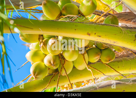 Kokosnüsse auf die Palme Stockfoto