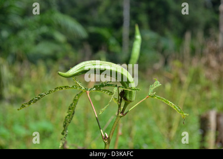 Samenkapseln des Werks Okra, auch bekannt als lady's Finger, Bhindi oder Gumbo. Okra ist eine blühende Pflanze in der Malve Familie. Stockfoto