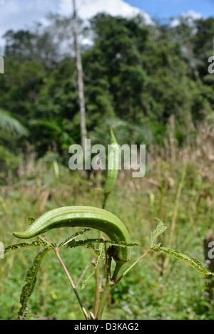 Samenkapseln des Werks Okra, auch bekannt als lady's Finger, Bhindi oder Gumbo. Okra ist eine blühende Pflanze in der Malve Familie. Stockfoto