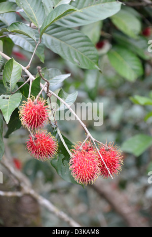 Rambutan, die Frucht des Baumes Nephelium Lappaceum in der Familie Sapindaceae, auf dem Baum Stockfoto