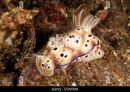 Chromodoris Kunei Nacktschnecken trägt eine orange Kaiser Garnelen auf seinen Rücken, Lembeh Strait, Nord-Sulawesi, Indonesien. Stockfoto